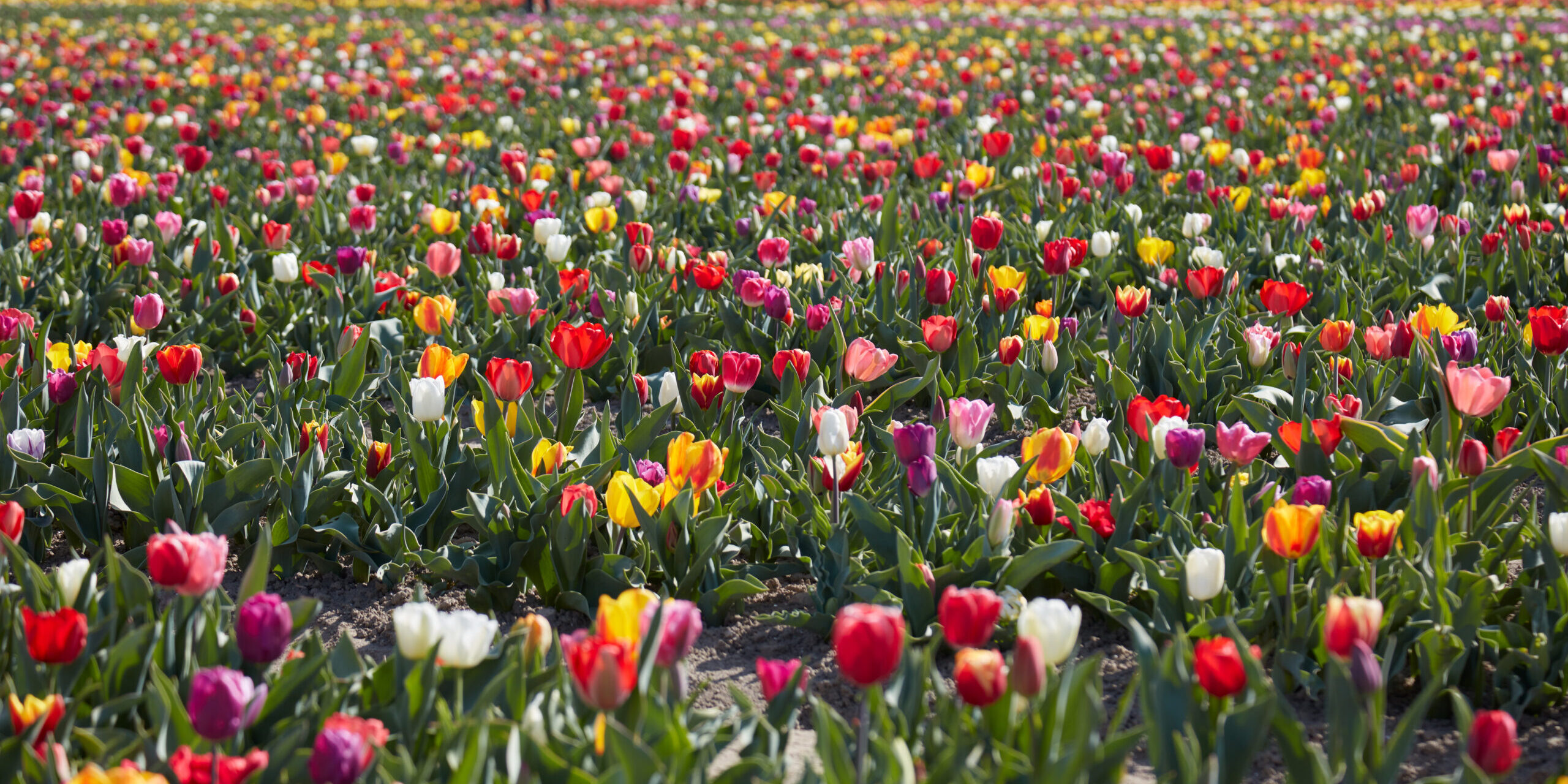 La bellezza del Tulipark (da DreamsTime.com)
