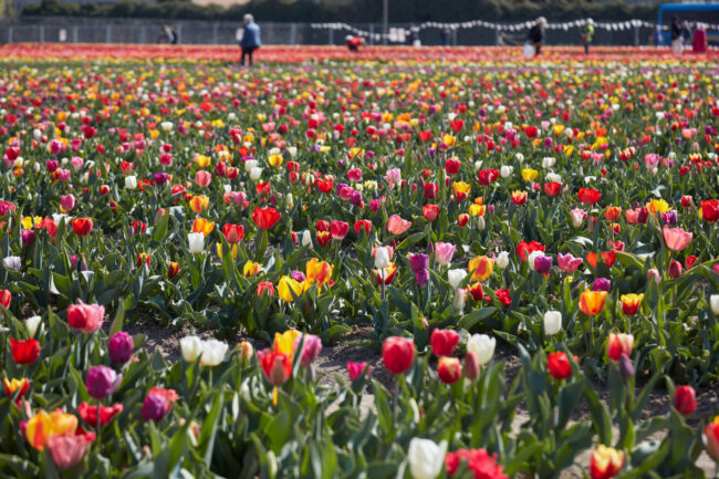 La bellezza del Tulipark (da DreamsTime.com)